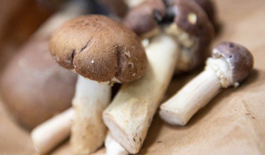 A Region Known As The Mushroom Capital Of The World Can Be Found In Pennsylvania
