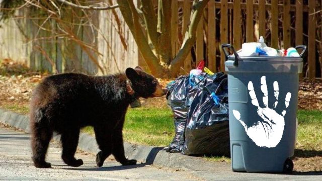 Bear Killing Incident in Massachusetts Sparks Debate on Wildlife Regulations!