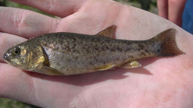 Feds Set Deadline for Endangered Species Listing of Rare Nevada Fish