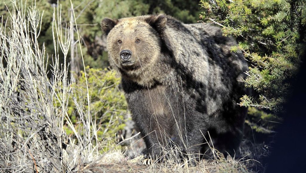 Grizzly Bear Has Been Seen in the Bighorn Mountains of Wyoming. A Bear Was Killed for Attacking Cattle