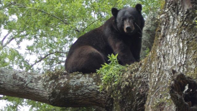 Henderson, Louisiana Residents Have Reported Seeing a Black Bear in a Tree!