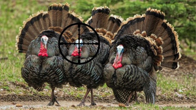 In Illinois, Is It Legal to Shoot a Wild Turkey in Your Backyard