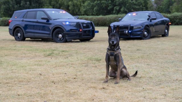 Kansas Gov. Laura Kelly Vetoes Minimum Terms That Would Have Been Required for Hurting Police Dogs