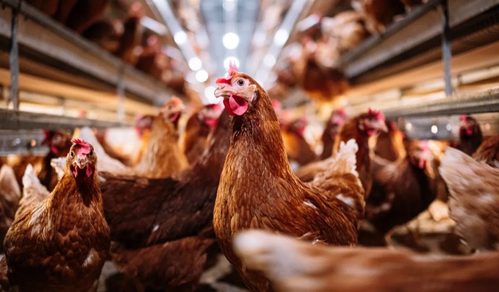 Texas Poultry Facility Mandated to Cull Over 1 Million Hens Due to Escalating Bird Flu Outbreak