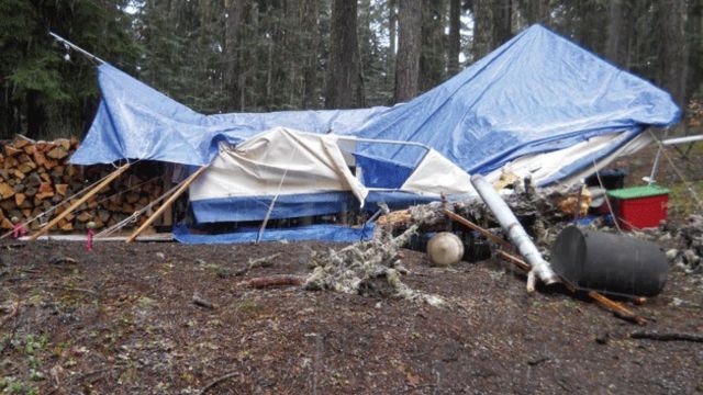 Tree Collapse Claims Life of Camper in Pennsylvania, Woman Dead!