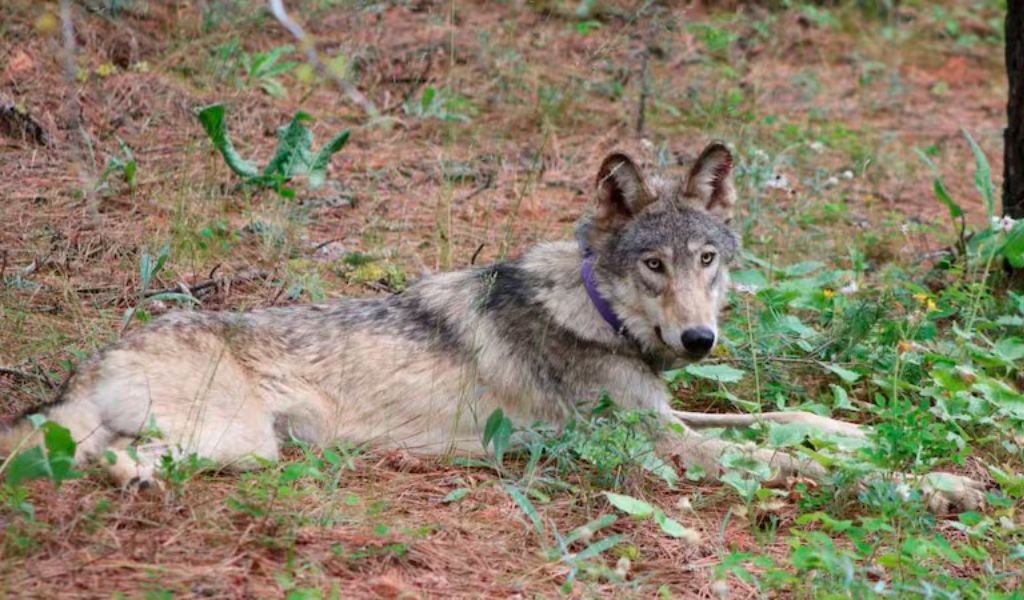 Wolf Pack Sighted in Nevada After Over a Century, Wildlife Managers Confirm