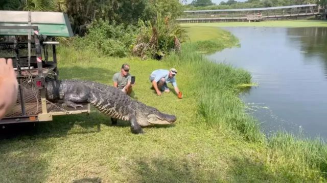 12-Foot Alligator Recaptured After Returning to Air Force Base, Disrupts Operations Again