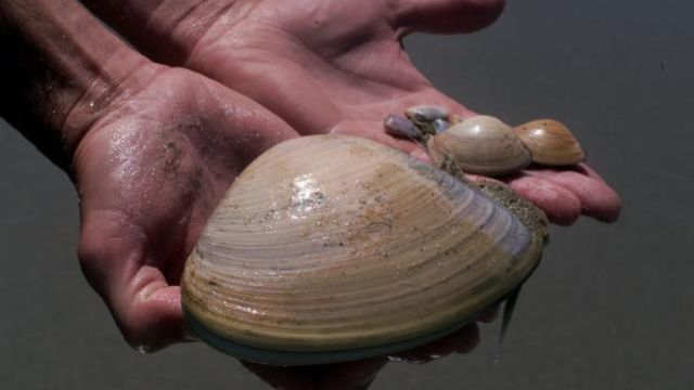 California Mom Fined $88,000 After Children Collect 72 Clams Instead of Seashells at Beach