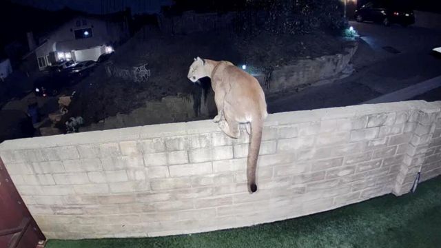 Cougar Spotted in Backyard Near Future Annenberg Wildlife Crossing Site