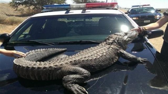 Georgia Alligator 'Arrested' in Driveway, Takes Unlikely Ride in Police Cruiser