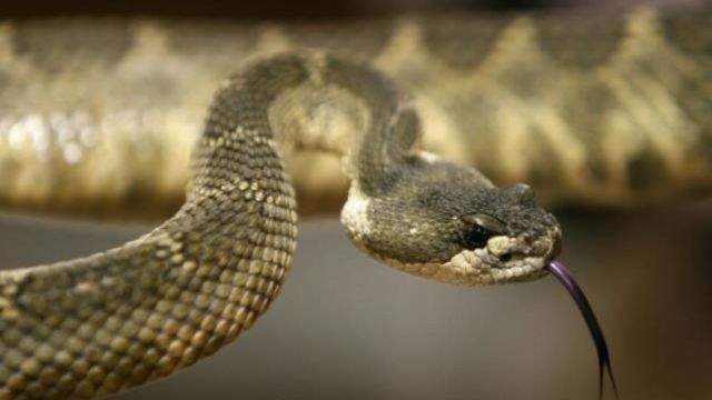 Man in California Got a Live Rattlesnake in the Mail on His Birthday. He Thinks Someone Tried to Kill Him