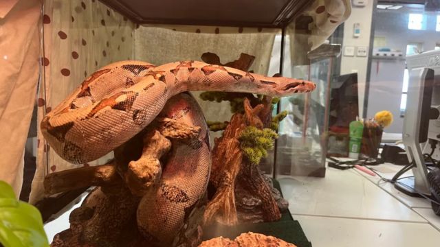 A 5-foot Snake Tried to Get Into an Apartment in New York City, and No One Can Figure Out Where It Came From