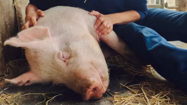 A Brave Woman Saves a Pig From Being Killed, Which Makes a Butcher Want to Change Careers