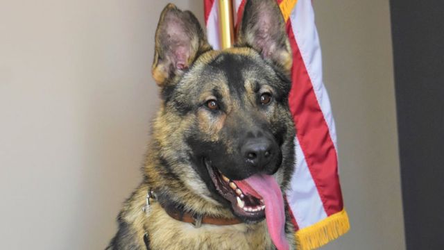 A K9 Officer in Missouri Died After Being Left Overnight in a Hot Car; the Death is Being Looked Into