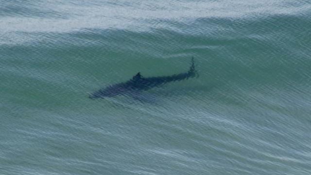 A Shark Attacks a Swimmer and Bites Him in the Chest, Seriously Hurting Him. Del Mar Beach is Closed Because of the Attack