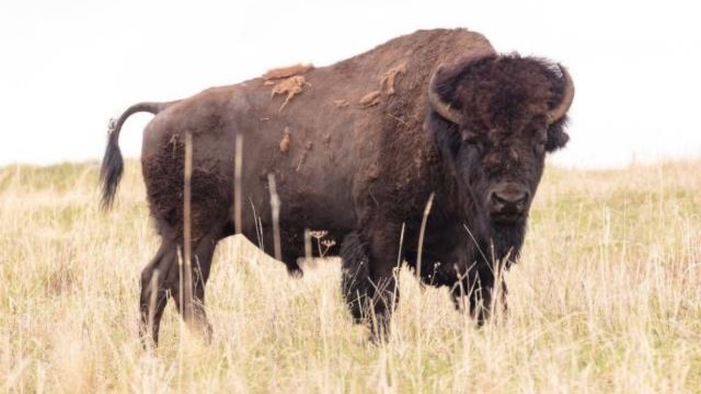 A Woman From South Carolina, 83 Years Old, Was Seriously Hurt When a Bison Bit Her in Yellowstone National Park