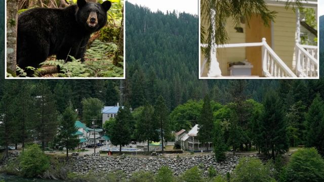 A Woman in California Was Bothered by a Black Bear She Called Big B---ard Before It Killed Her in Her Home