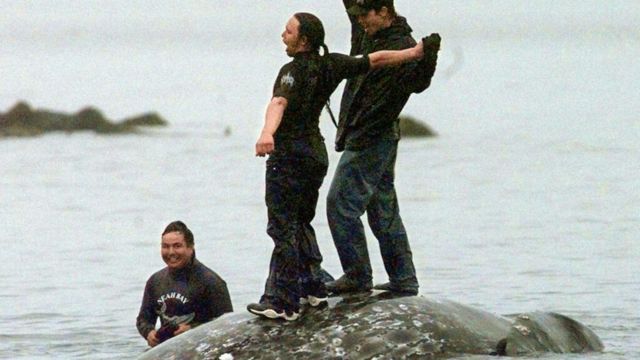 State of Washington Ten Years of Permission for an Indigenous Group to Hunt Gray Whales
