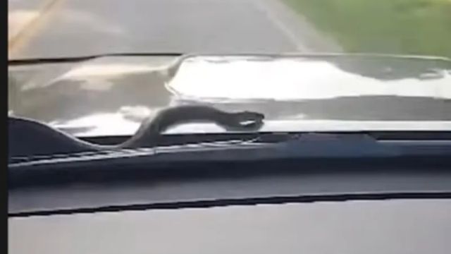 Wild Video Shows a Woman in South Carolina Dying of a Panic Attack After Finding a Snake on Her Car While She Was Driving