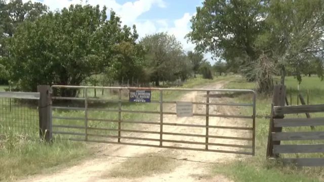 75-Year-Old Texas Man Dies After Bee Swarm Attack While Clearing Trees on Property