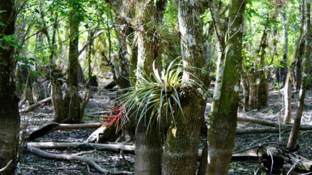A Lawsuit Says That a Powerful Florida Family Sold the Desantis Government Dangerous Land