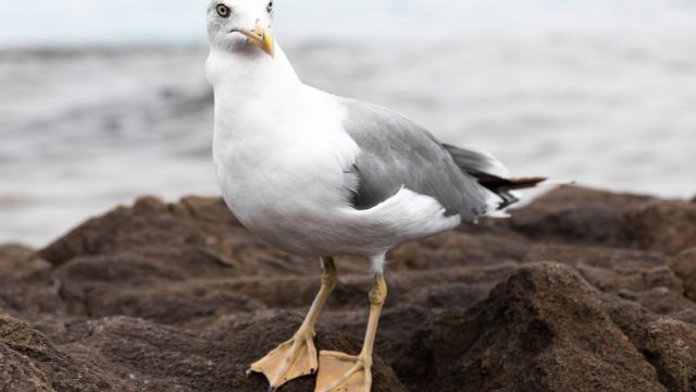 Animal Cruelty Charges Were Brought Against a Man Who Allegedly Tore Off a Seagull’s Head for Stealing His Daughter’s French Fries