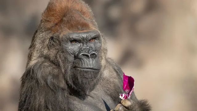 At San Diego Zoo Safari Park, Winston, a Famous Gorilla Who Was Among the Oldest in the World, Passes Away