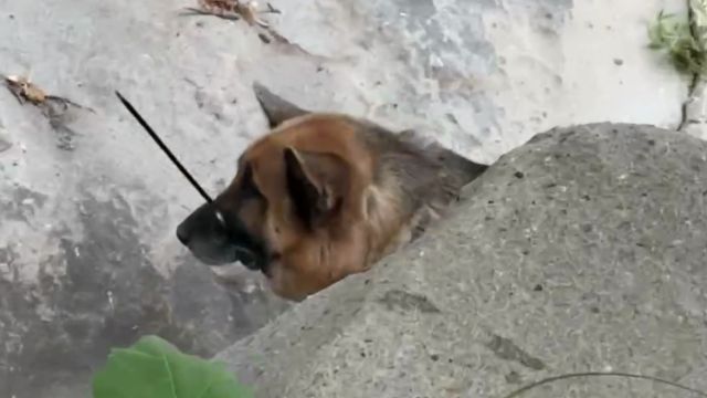 Climbers in Malibu Find a German Shepherd That Has Been Left Behind With Zip Ties Around Its Mouth and Neck