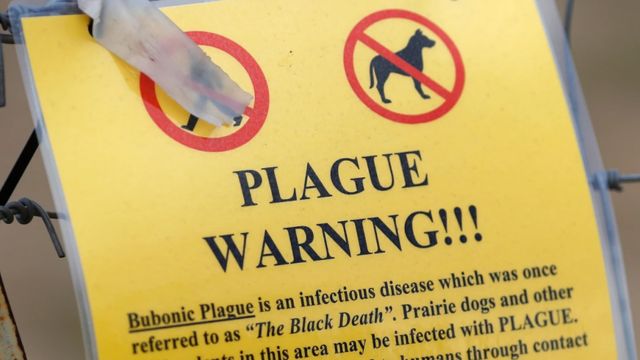 Colorado Health Officials Are Looking Into a Case of Bubonic Plague in a Person