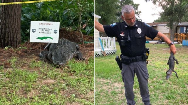 During Nesting Season, North Carolina Cops Warn People of Aggressive Alligators