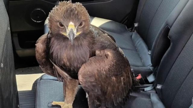 Eagle Seeks Refuge on Arizona Police Car Amid Scorching Heatwave