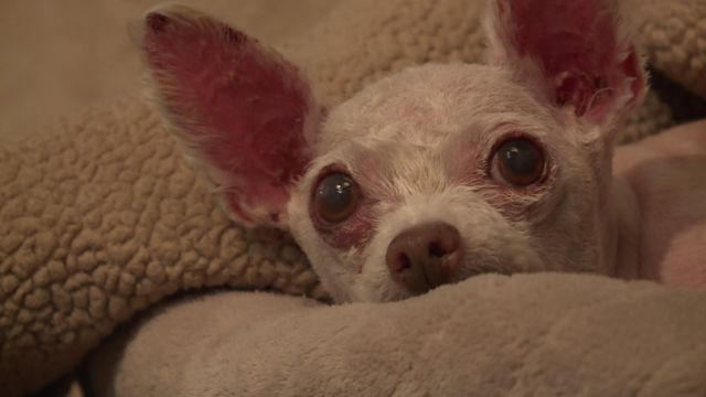 Gizmo, the Dog, Was Last Seen in Las Vegas in 2015. After 9 Years, He Was Found Living