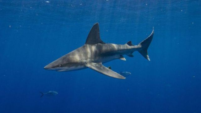 Man From Florida is in Critical Condition After a Shark Bites Him and Hurts His Arm Severely