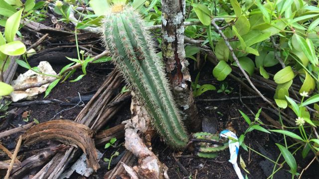 The Key Largo Tree Cactus is the First Species in Us History to Go Extinct Because of Rising Sea Levels