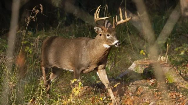 Three Dead Deer in Pennsylvania Led to Dozens of Charges