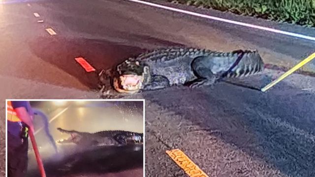 When a Giant Alligator Lunged at Cars on a Road in North Carolina, Firefighters Used a Smart Method to Scare It Away