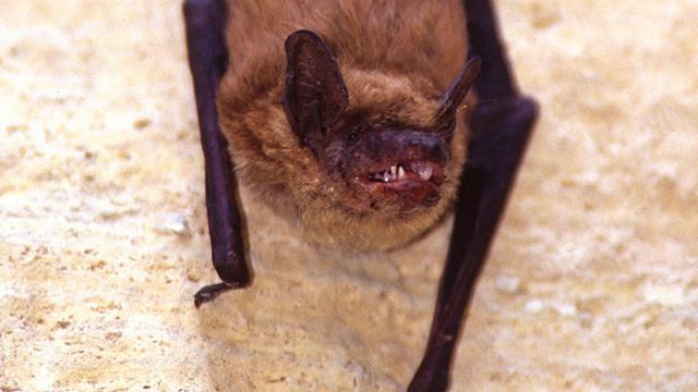 A Person on Whidbey Island Was Hit by a Bat That Had Rabies