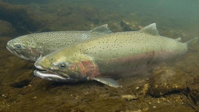 Alaska and the Pacific Northwest Will Get $105 Million to Keep Recovering Fish