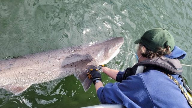 Researchers Say They Found Two Top Predators in a Washington Waterway for the First Time