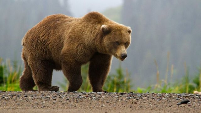 Two Montana Men Indicted for Illegal Brown Bear Killing in Alaska