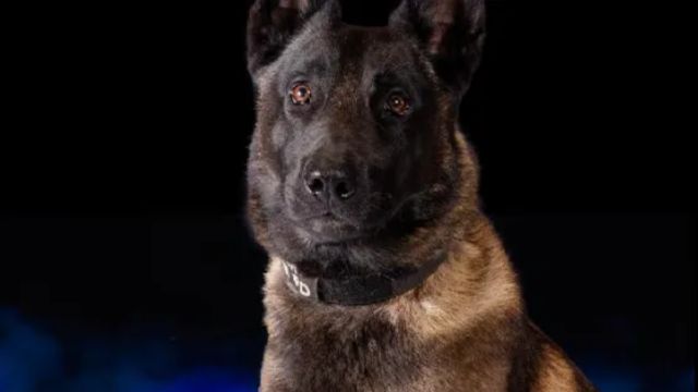 When the Air Cooling in the Police Car Stops Working, the K-9 Dies of Heat Exhaustion