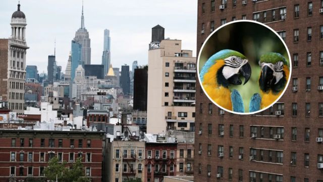 Woman Wins $165,000 Federal Case After Eviction Over Emotional Support Parrots