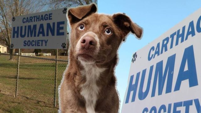 Family Reunites with Lost Dog 750 Miles Away, Hopes for a Heartwarming Second Reunion