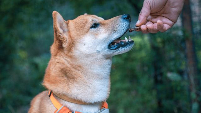 Mississippi Teacher Dismissed After Allegedly Serving Students Dog Treats as Beef Jerky