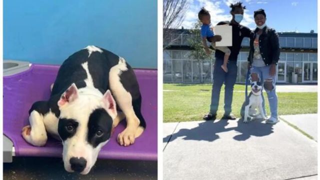 Heartwarming Reunion Dog Named Cow Overjoyed to Reunite with Long-Lost Family