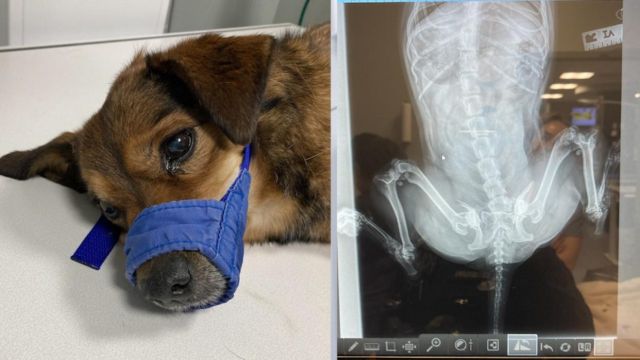 Police Are Looking for the Person Who Threw the Dog Out of a Car Window and Killed It Because Its Spine Was Broken