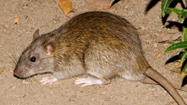 Rat Infection Becomes the Biggest Problem of These 3 Ohio Cities (1)