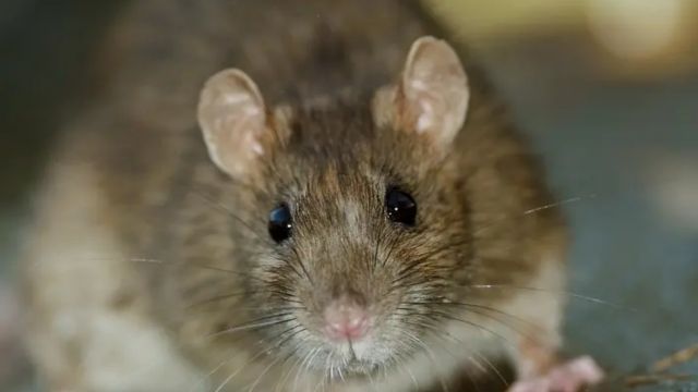 Rat Infection Becomes the Biggest Problem of These 3 Ohio Cities