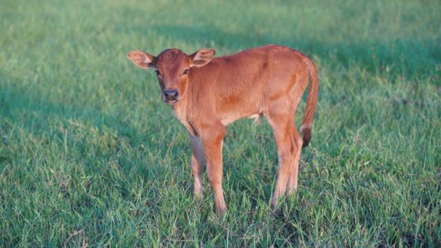 Rescued Baby Cow Chasing Australian Shepherd Bestie Across the Yard Shows Cows Are ‘Big Puppies’