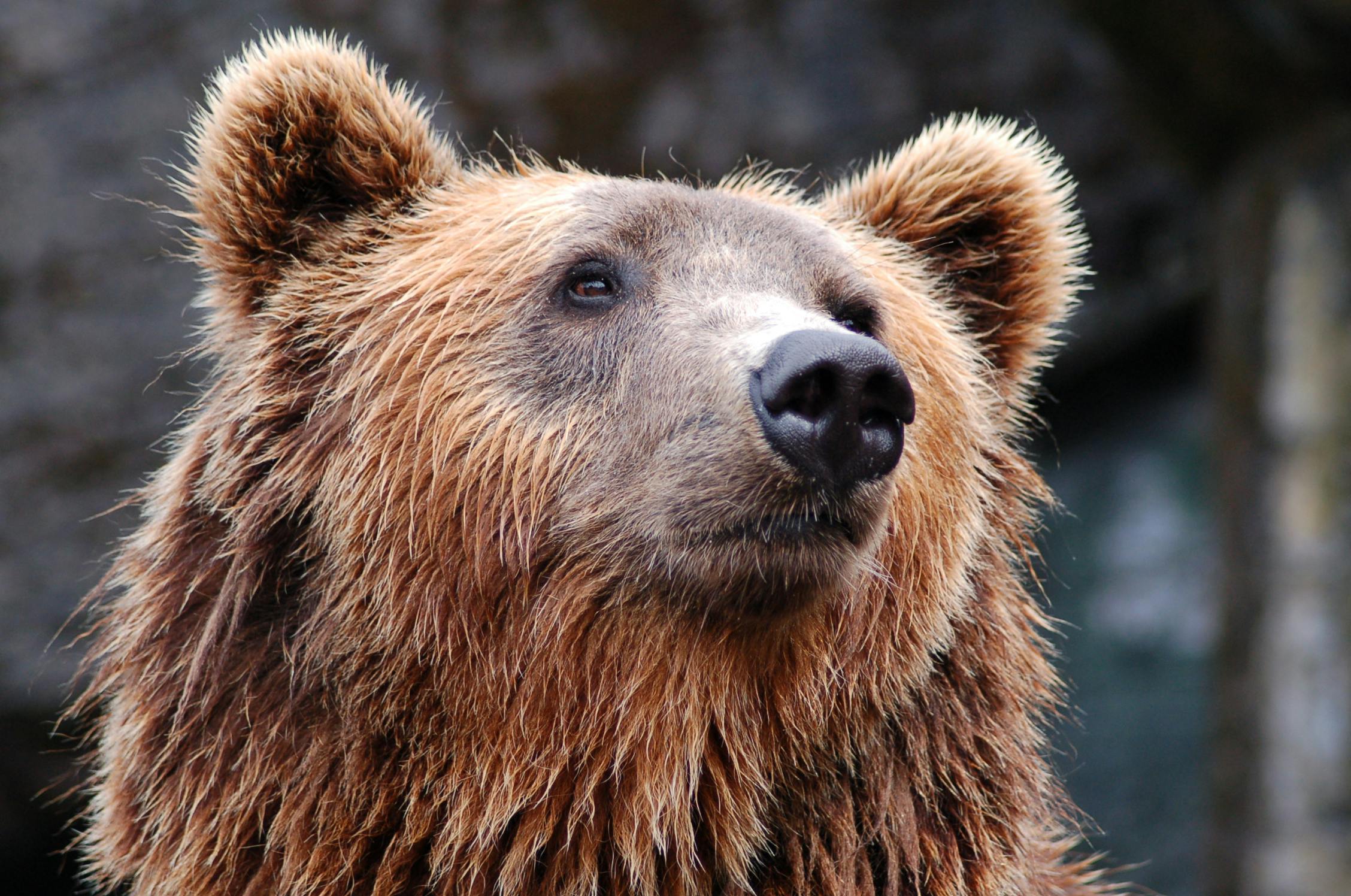 Bear Takes Late-Night Dip in California Family’s Cold Pool